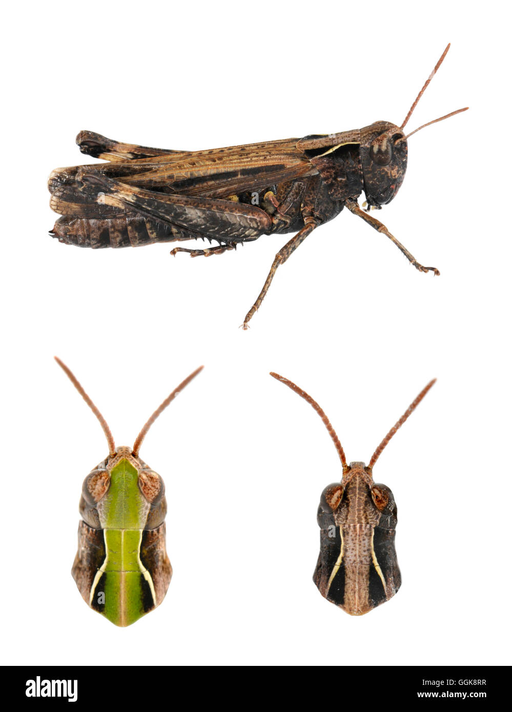 Sauterelle - Omocestus rufipes forestiers - femelle Banque D'Images Sauterelle - Omocestus rufipes forestiers - femelle Banque D'Images