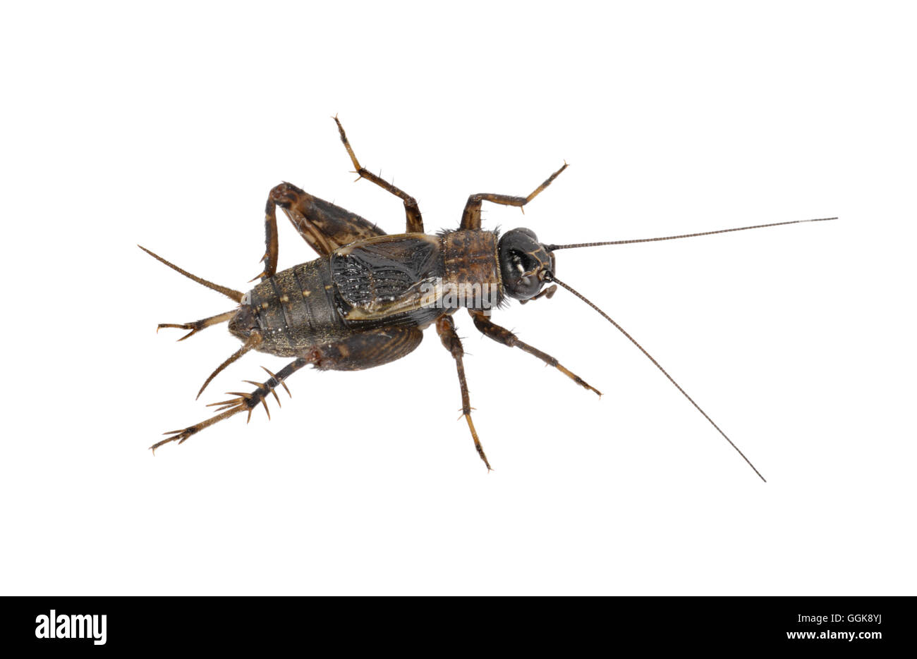 Cricket - bois Nemobius sylvestris - mâle Banque D'Images