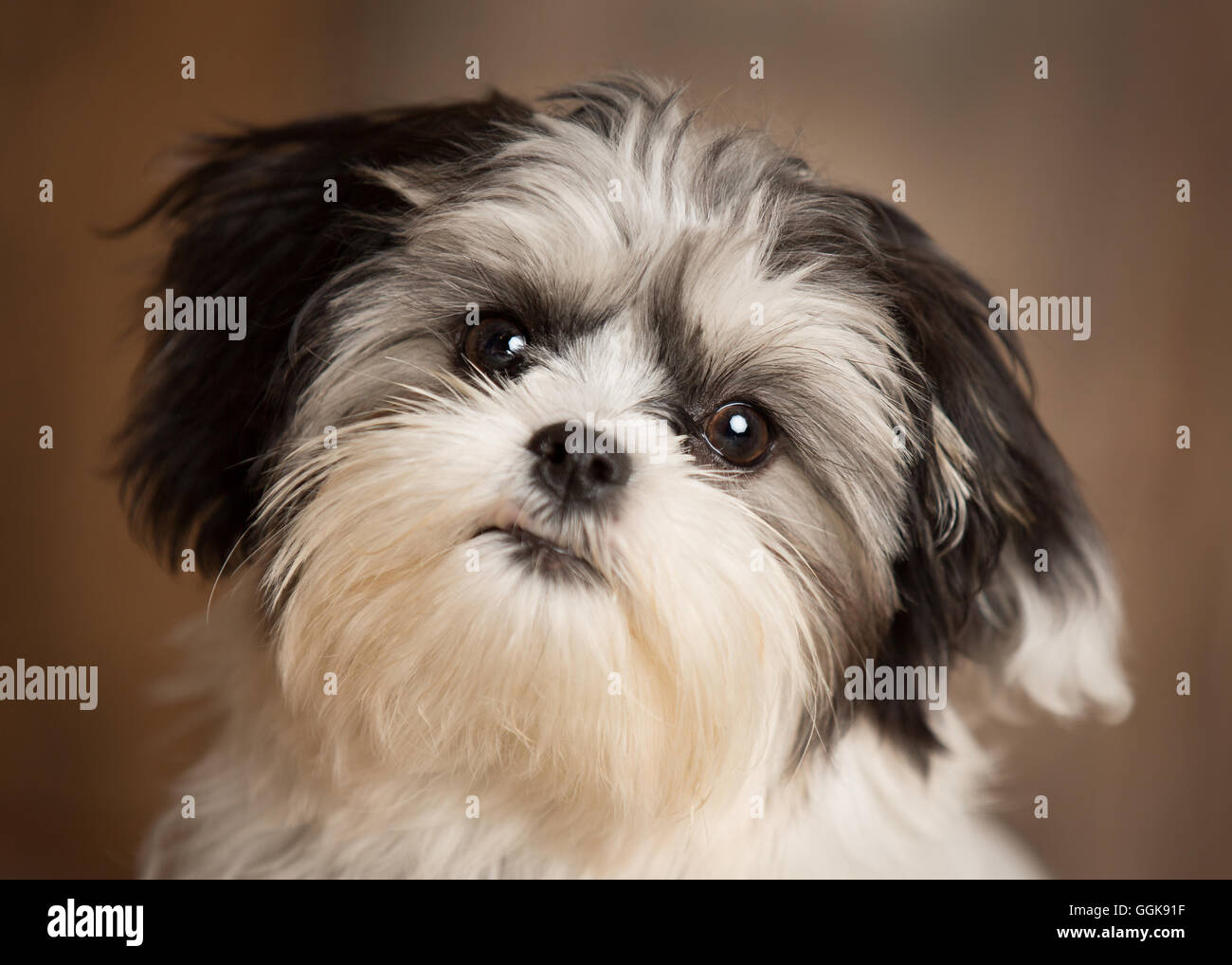 Cute black et white toy breed puppy dans un studio Banque D'Images