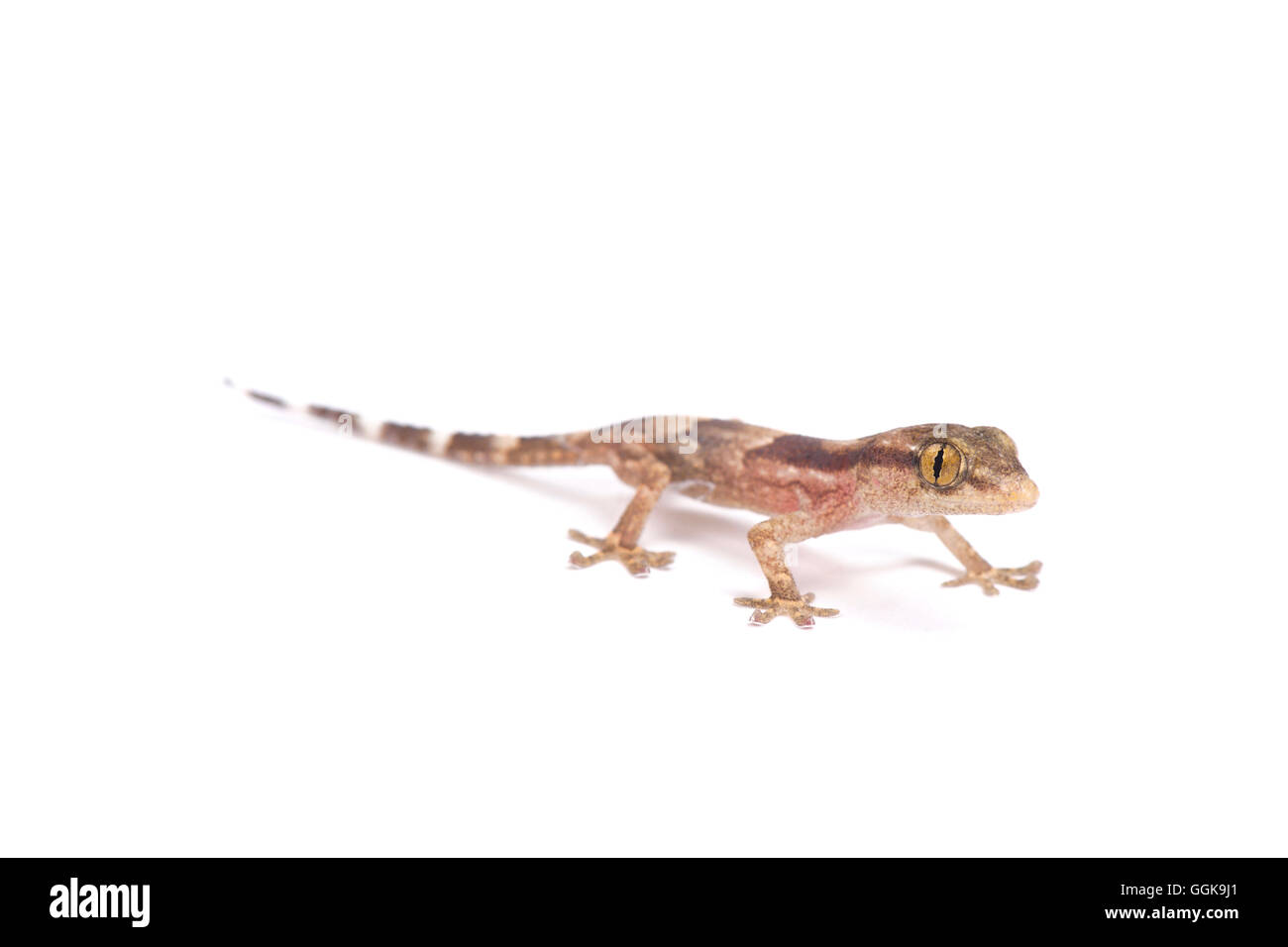 Bebe Lezard Banque D Image Et Photos Alamy