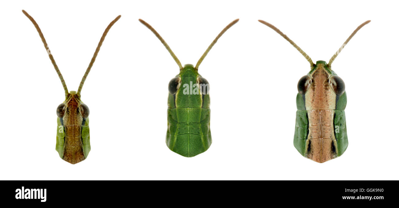 Meadow Grasshopper - Chothippus parallelus = homme de gauche au milieu et à droite  = féminin Banque D'Images