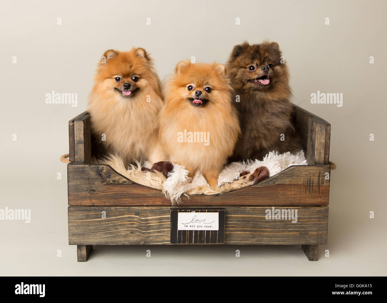 Trois pomeranians dans un environnement de studio panier en bois Banque D'Images