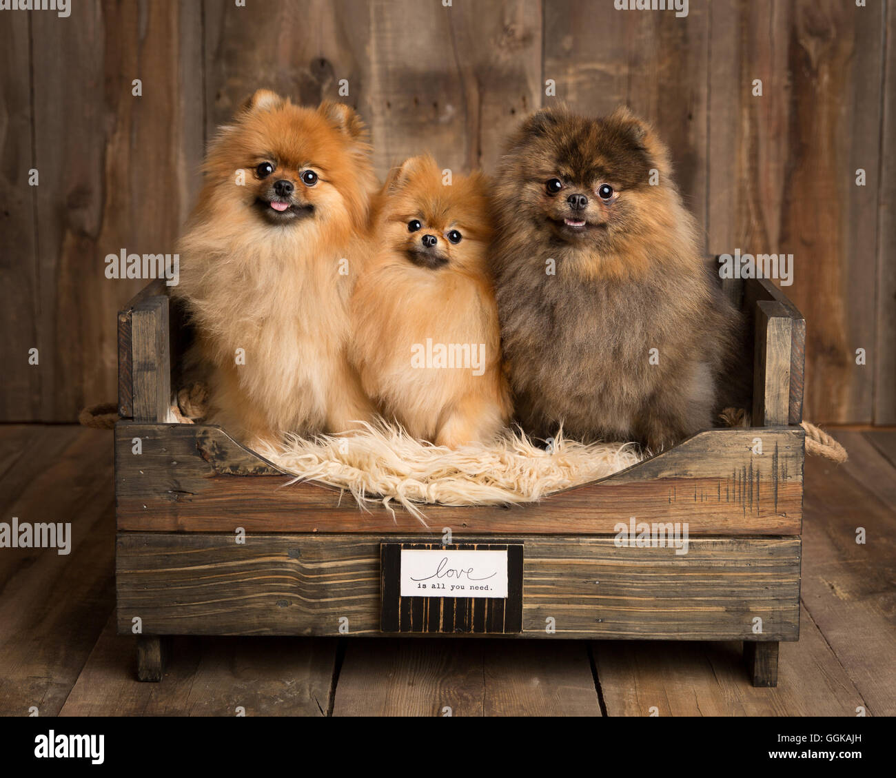 Trois pomeranians dans un panier en bois dans un studio Banque D'Images