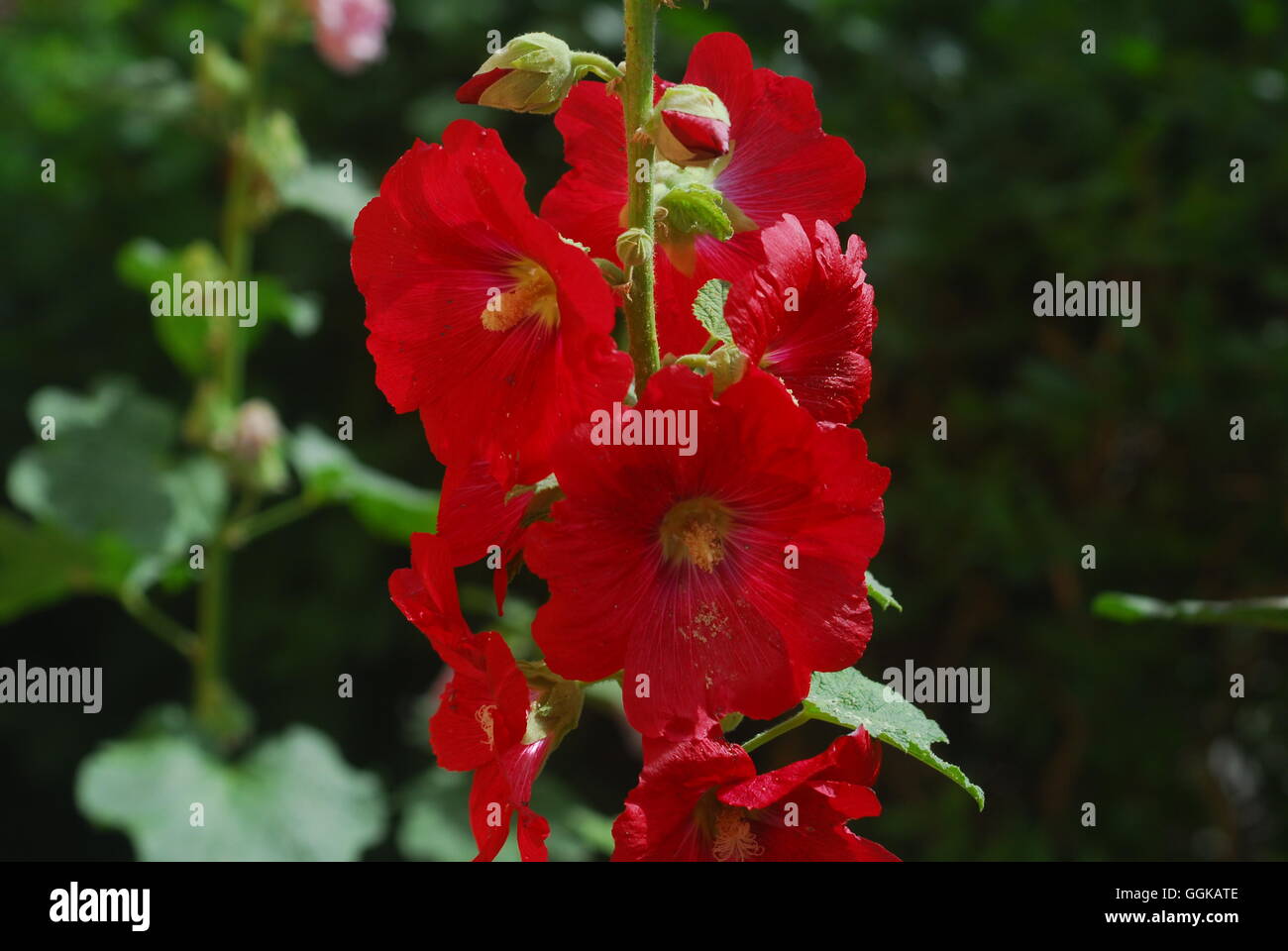 Roses trémières, Alcea rosea Banque D'Images