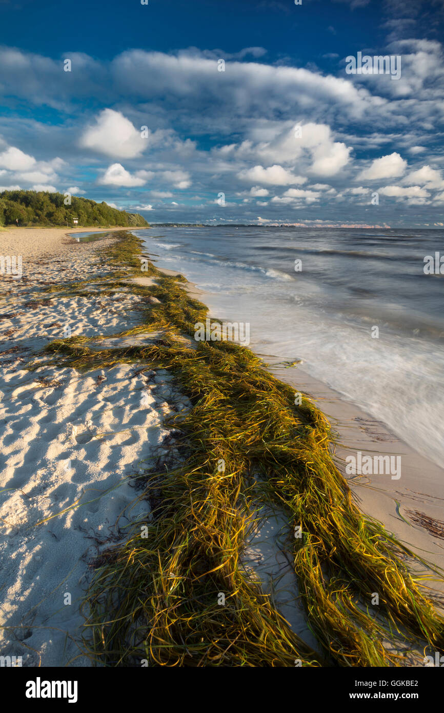 Plage de Falkenstein, Kiel, mer Baltique, Friedrichsort, Kiel, Schleswig-Holstein, Allemagne Banque D'Images