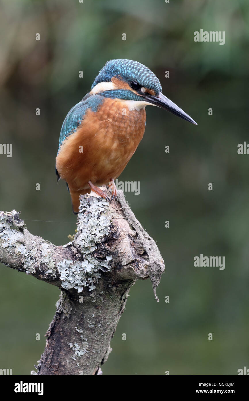 Kingfisher Alcedo atthis,, homme célibataire sur branch, Warwickshire, Juillet 2016 Banque D'Images