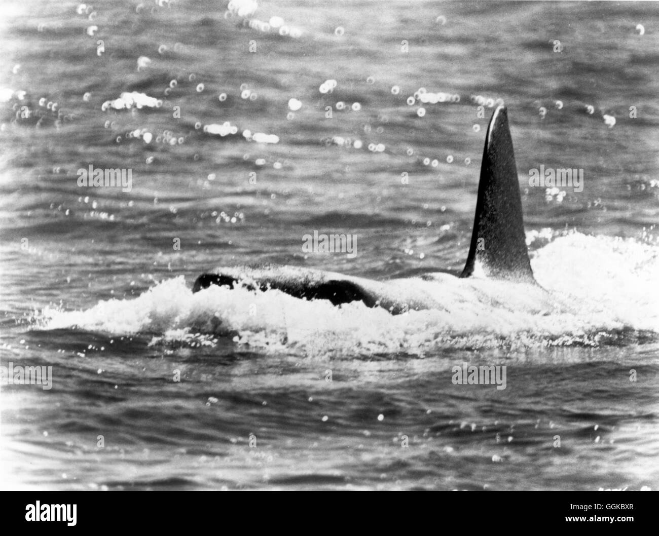 DER WEIßE HAI Mâchoires / USA 1975 / Steven Spielberg Filmszene : "der Weiße Hai", 1975. Regie : Steven Spielberg aka. Jaws Banque D'Images