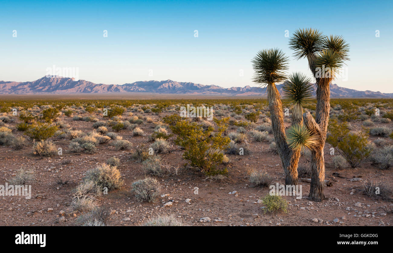 Davidson Peak, Nevada, désert de Mojave, USA Banque D'Images