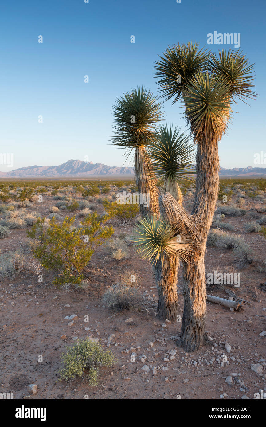 Davidson Peak, Nevada, désert de Mojave, USA Banque D'Images