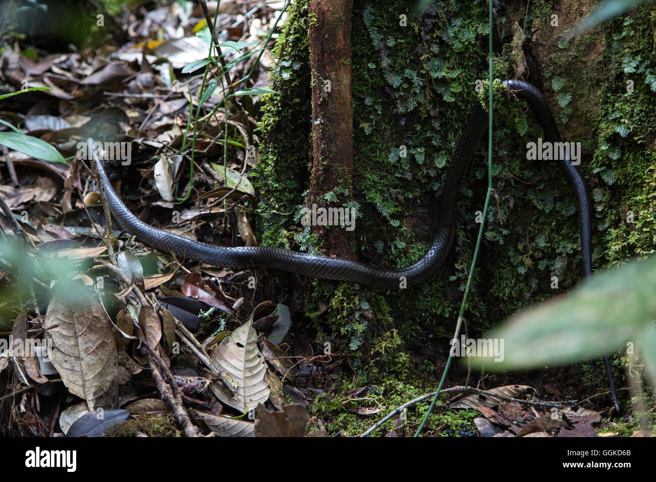 Serpent, Le Mont Kinabalu, Bornéo, Malaisie. Banque D'Images