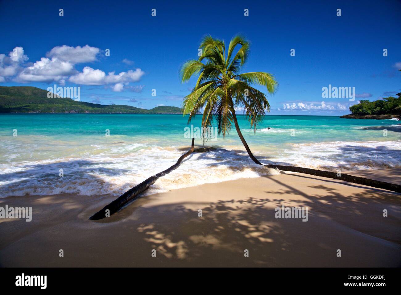 Palm Beach à Las Galeras sur la péninsule de Samana, République Dominicaine Banque D'Images