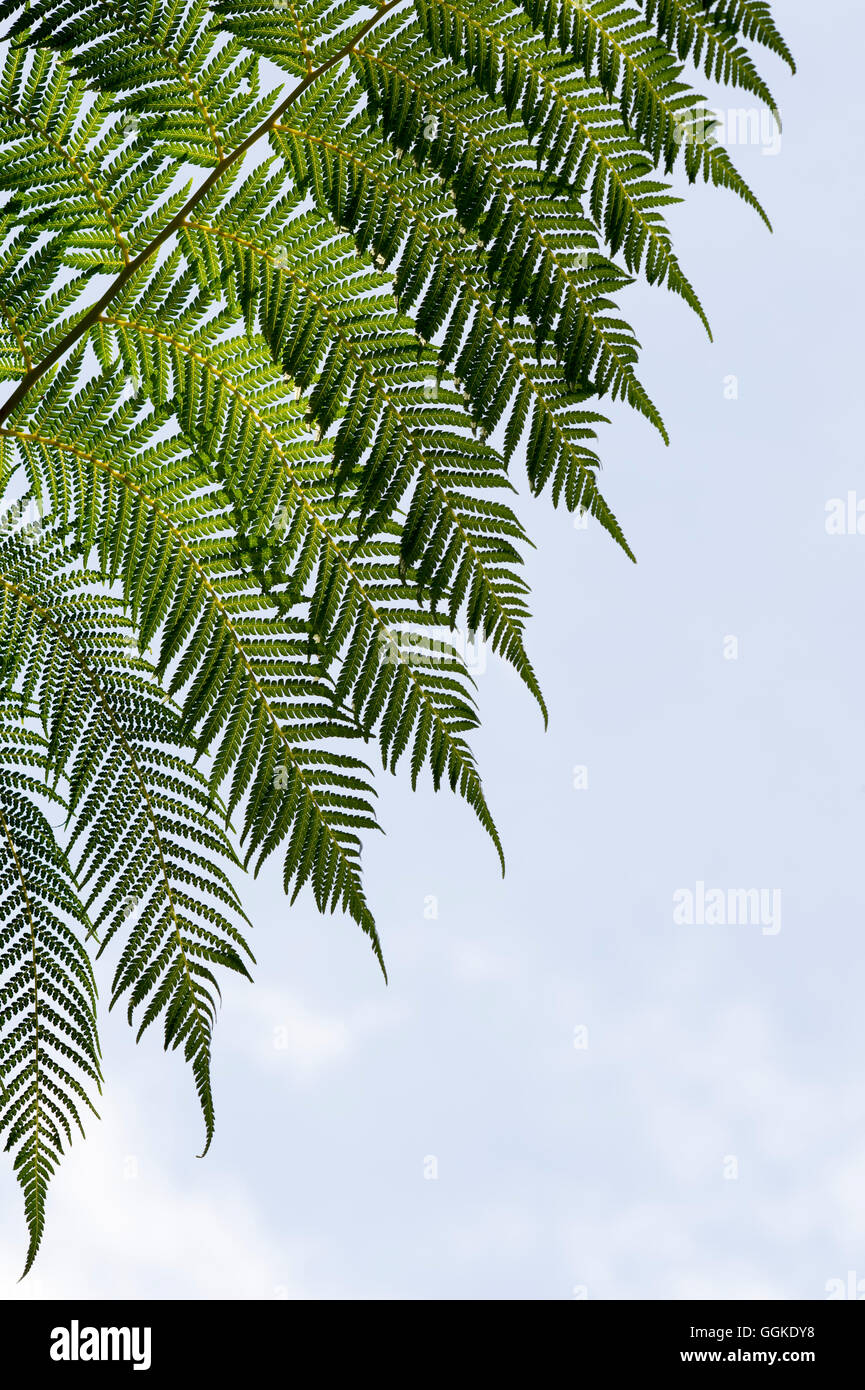 Dicksonia antarctica. Modèle fronde de fougère d'arbre Banque D'Images