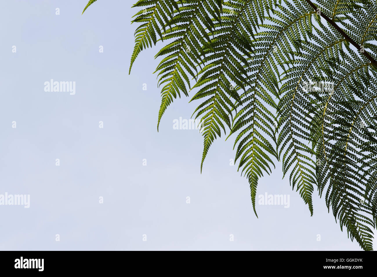 Dicksonia antarctica. Modèle fronde de fougère d'arbre Banque D'Images