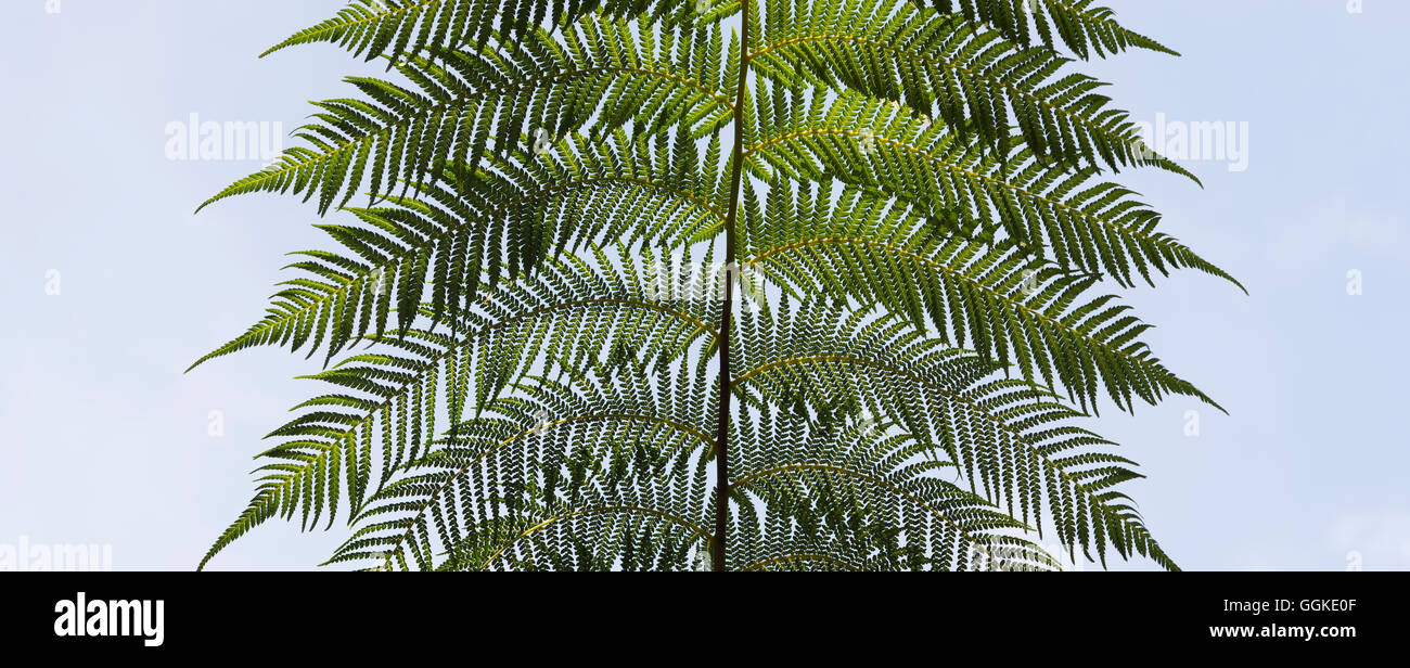 Dicksonia antarctica. Modèle fronde de fougère d'arbre Banque D'Images