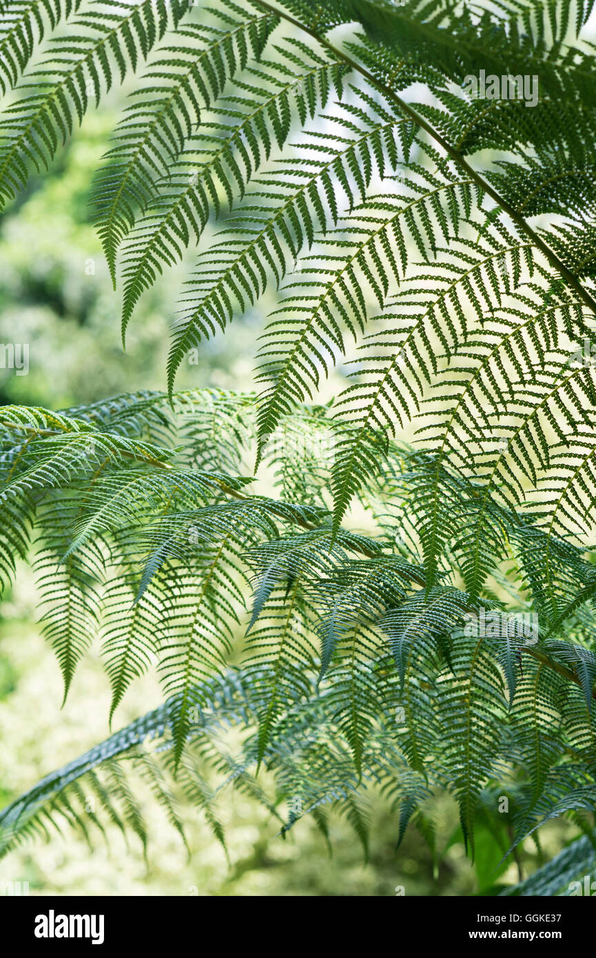 Dicksonia antarctica. Modèle fronde de fougère d'arbre Banque D'Images
