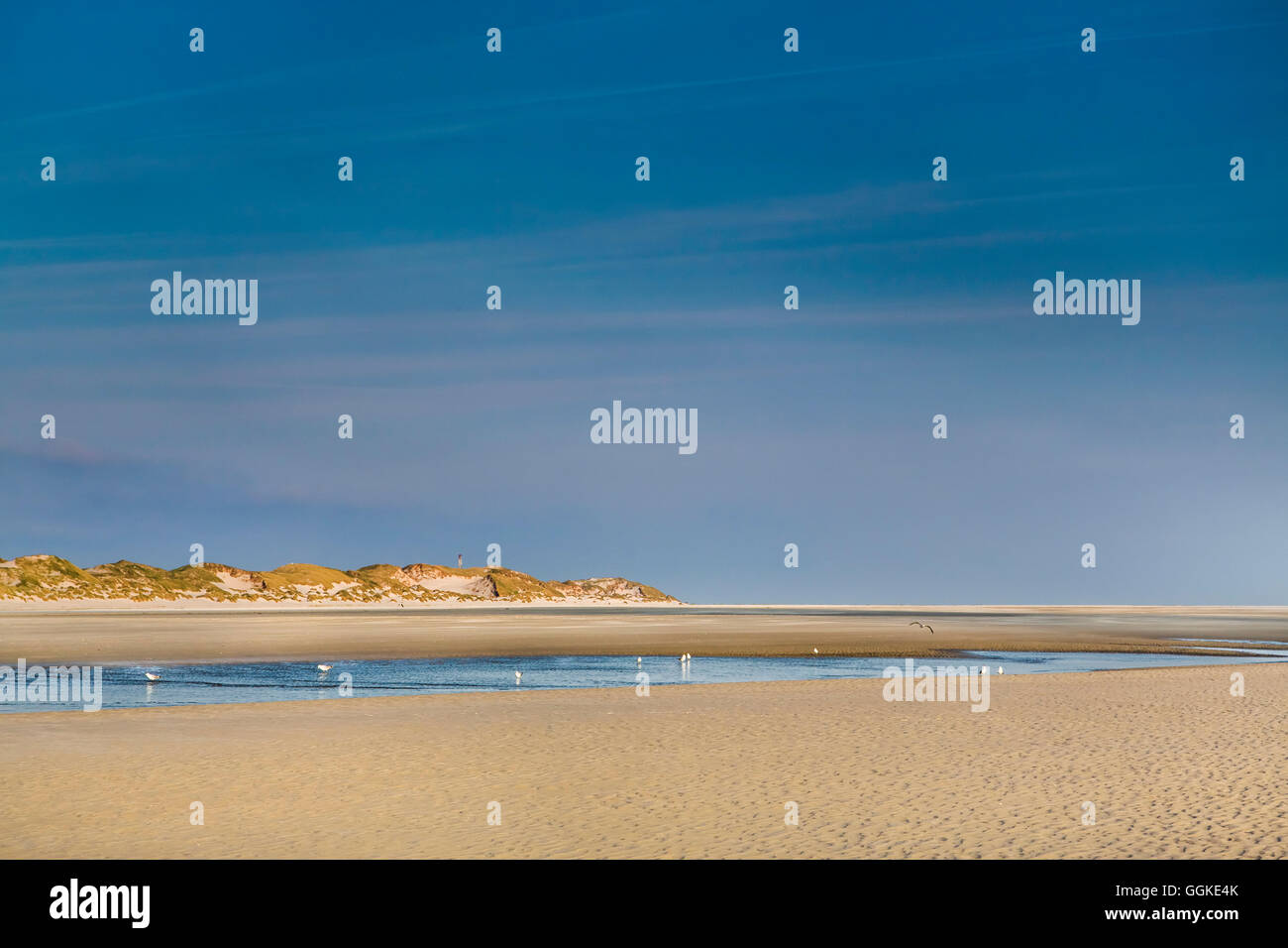 La plage et les dunes, Amrum Island, au nord de l'archipel Frison, Schleswig-Holstein, Allemagne Banque D'Images