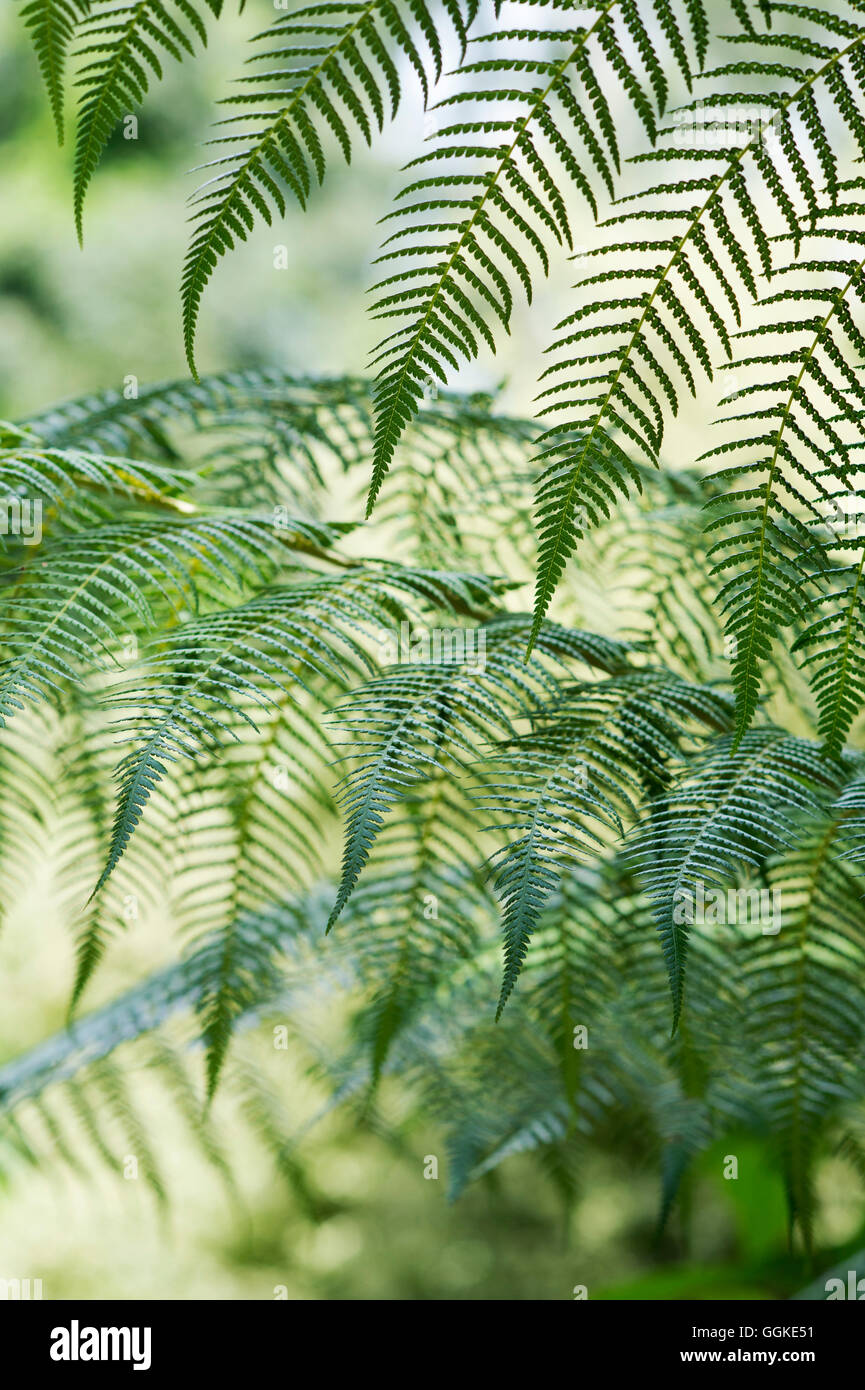 Dicksonia antarctica. Modèle fronde de fougère d'arbre Banque D'Images
