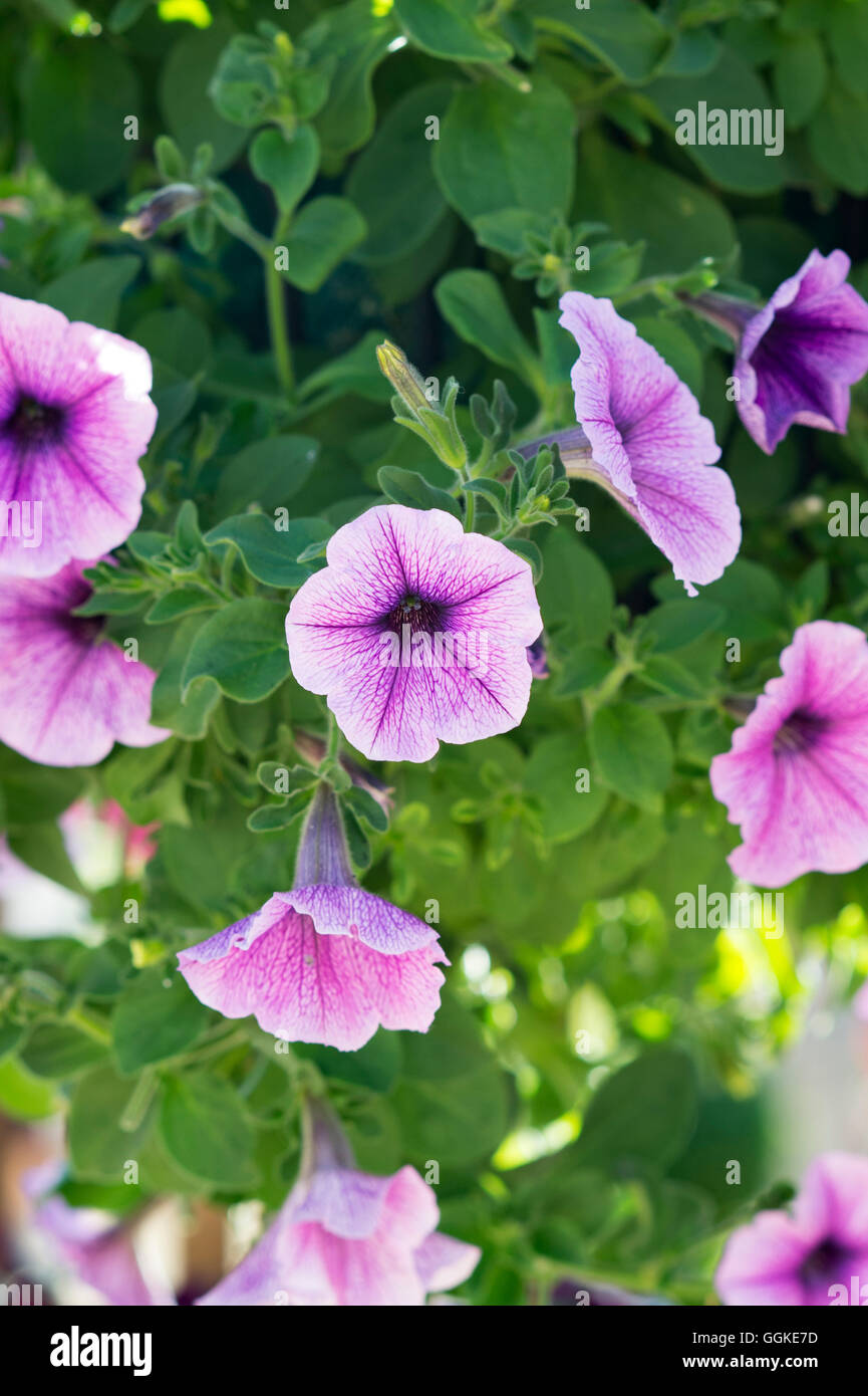 Pétunia F1 'vague facile veine plum' fleurs dans un panier suspendu Banque D'Images