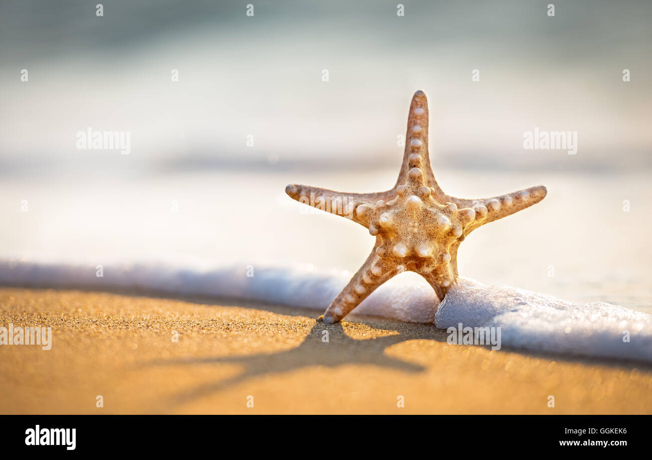 Étoile de mer sur une plage de sable. Banque D'Images