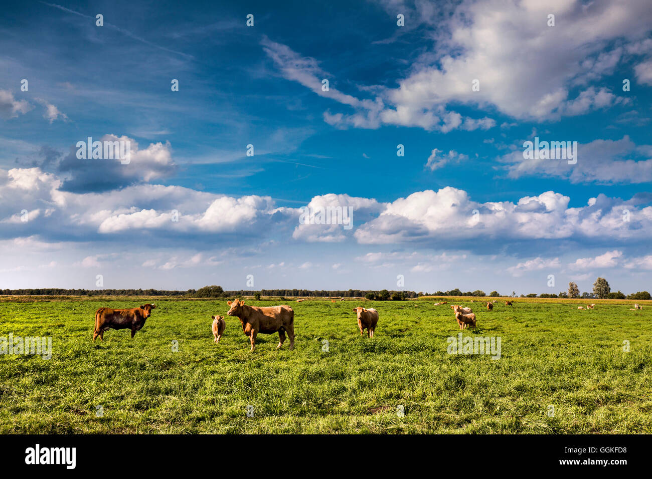 Vaches dans un champ, Worpswede, Teufelsmoor, Basse-Saxe, Allemagne Banque D'Images
