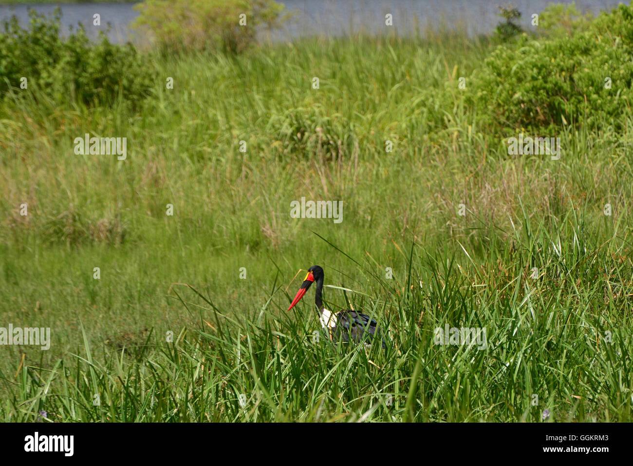 Saddle-billed Stork dans le marais le long du Nil, Murchison Falls National Park Banque D'Images