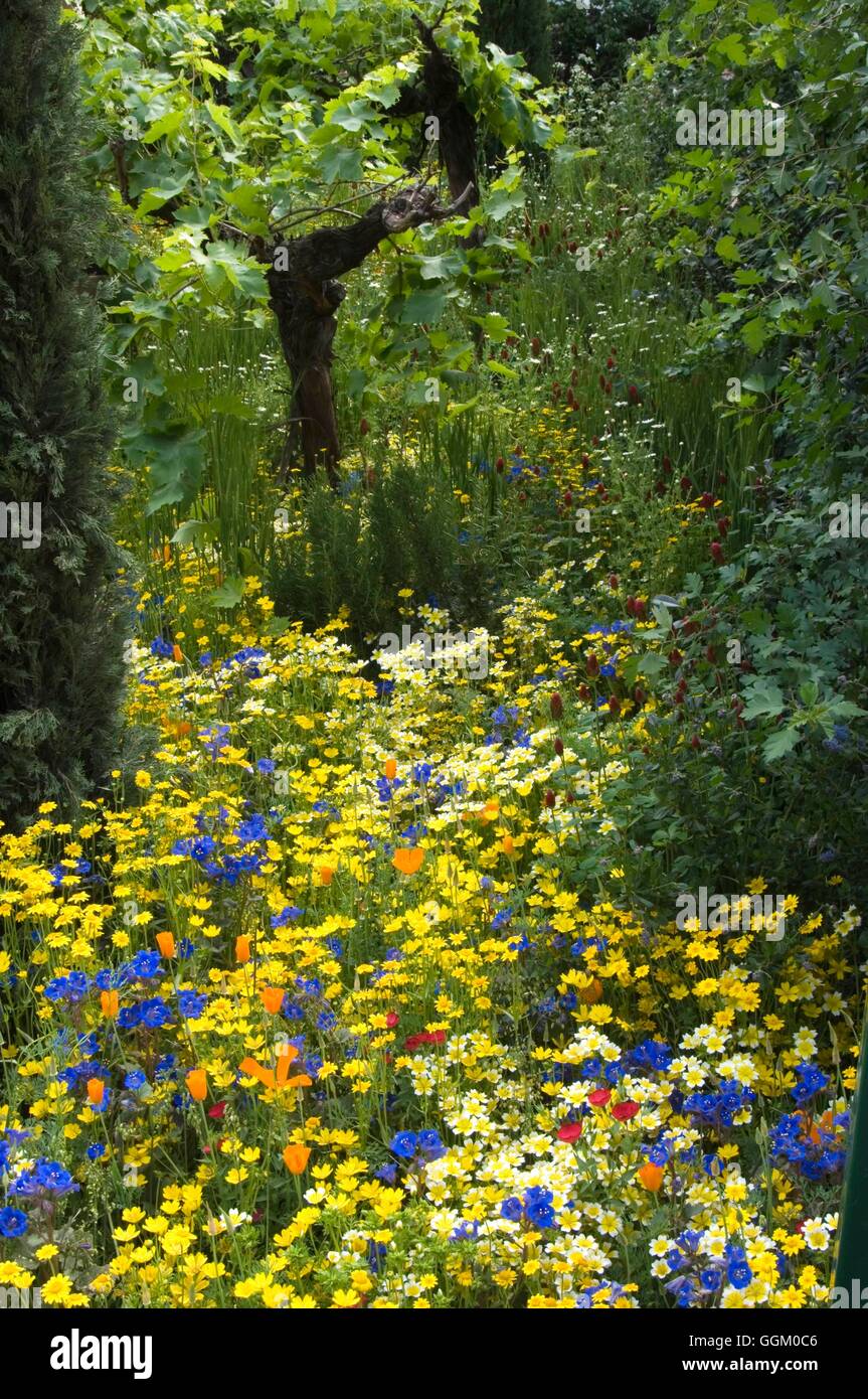Chelsea Flower Show 2007- - Fleurs sauvages sur 'le développement durable' Jardin Cave Fetzer - Médaille d- - (Photos : P Banque D'Images