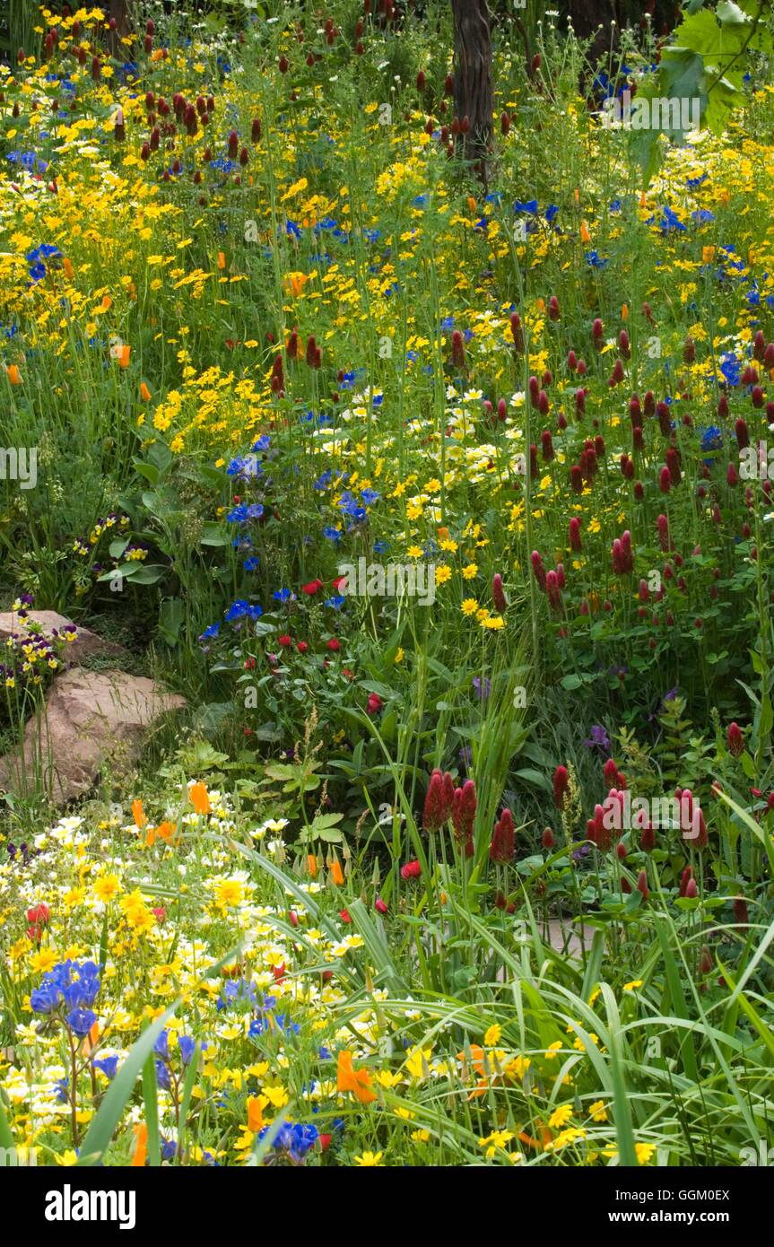 Chelsea Flower Show 2007- Médaille d'exposition : le développement durable Jardin Cave Fetzer par Kate Frey montrant sauvages californien Flo Banque D'Images