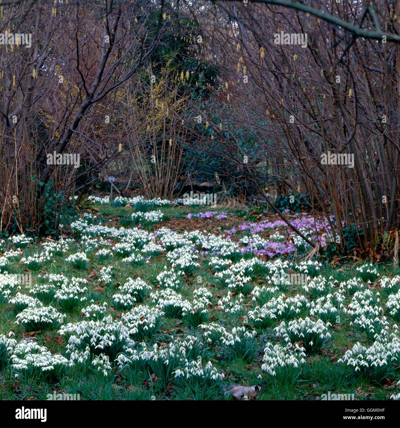 Bulbes naturalisés - Perce-neige (Galanthus) sous les arbustes noisette Photos Horticultura NAB000710 Banque D'Images