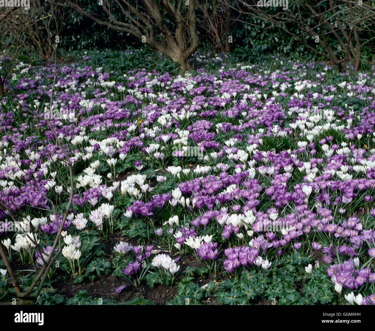 Bulbes naturalisés - Crocus Woodland NAB043496 Banque D'Images