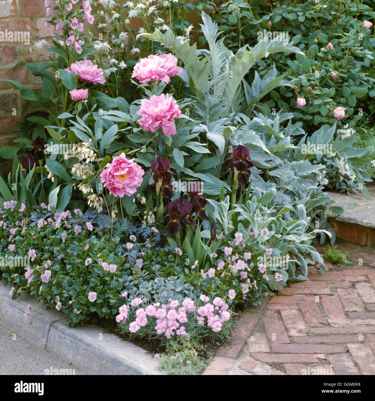 Une bordure de couleur - Argent & Pink - (Country Living Magazine Exposition au Chelsea Flower Show 1993) Compuls OCB050451 Banque D'Images