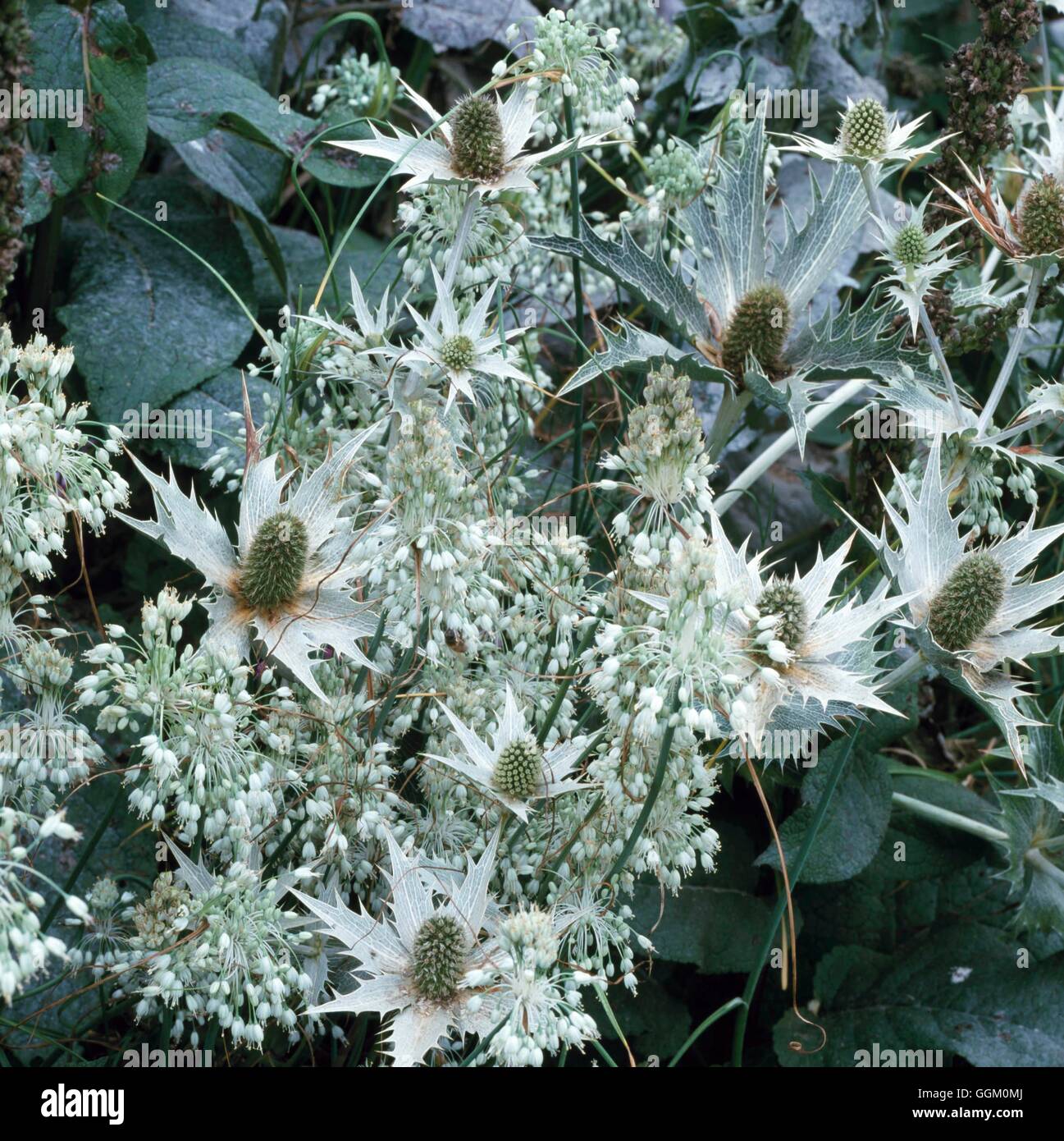 Une bordure de couleur - blanc et argent - Eryngium giganteum et plantés d'Allium carinatum ssp. pulchellum f. album (veuillez credi Banque D'Images