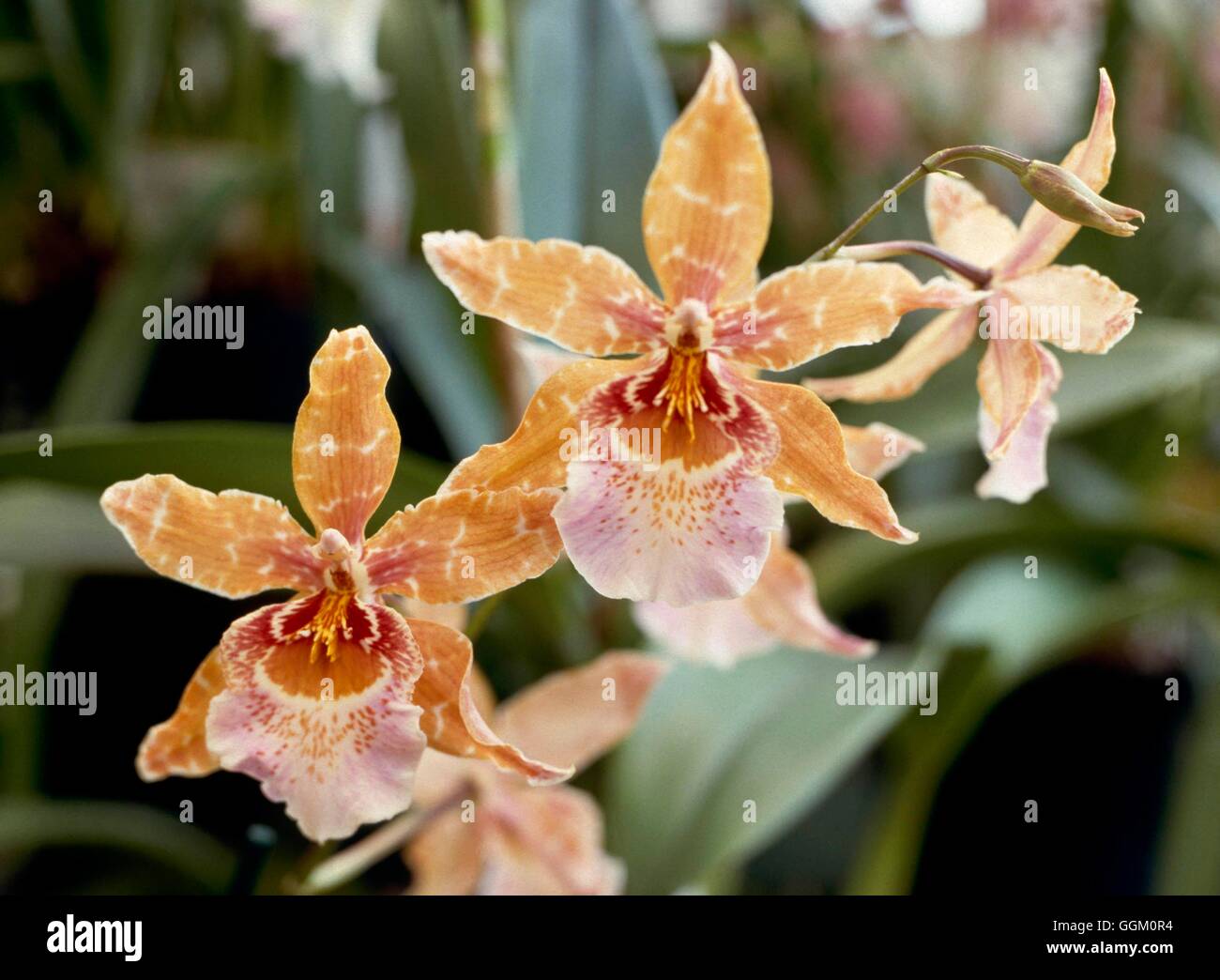 Vuylstekeara cambria Banque de photographies et d’images à haute