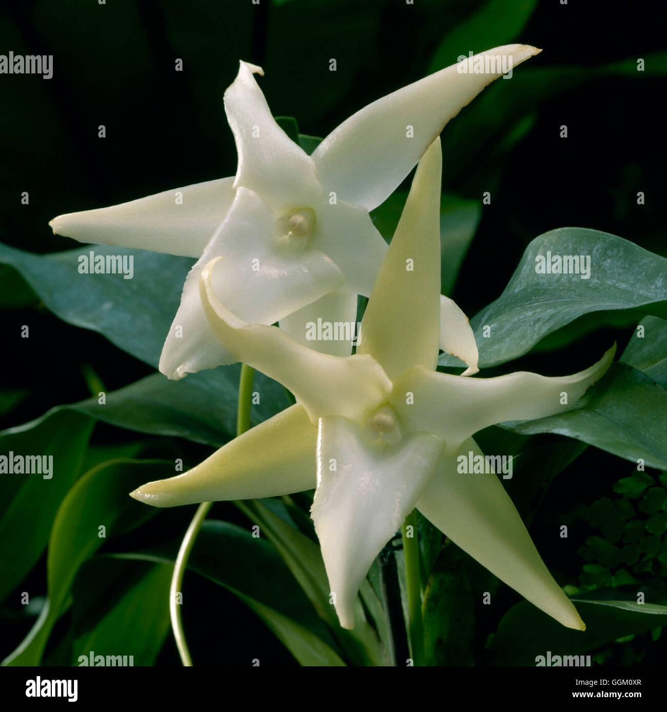 Angraecum sesquipedale ORC086566 Banque D'Images