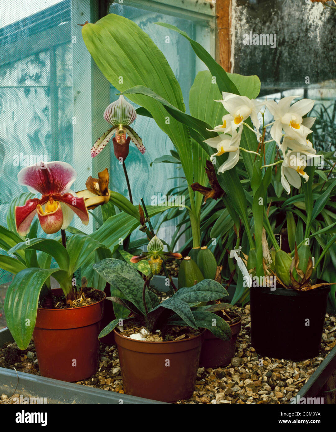 Orchidées - mixte - sur le bac de gravier pour retenir l'humidité de l'air/atmosphère ORC106976 / Banque D'Images