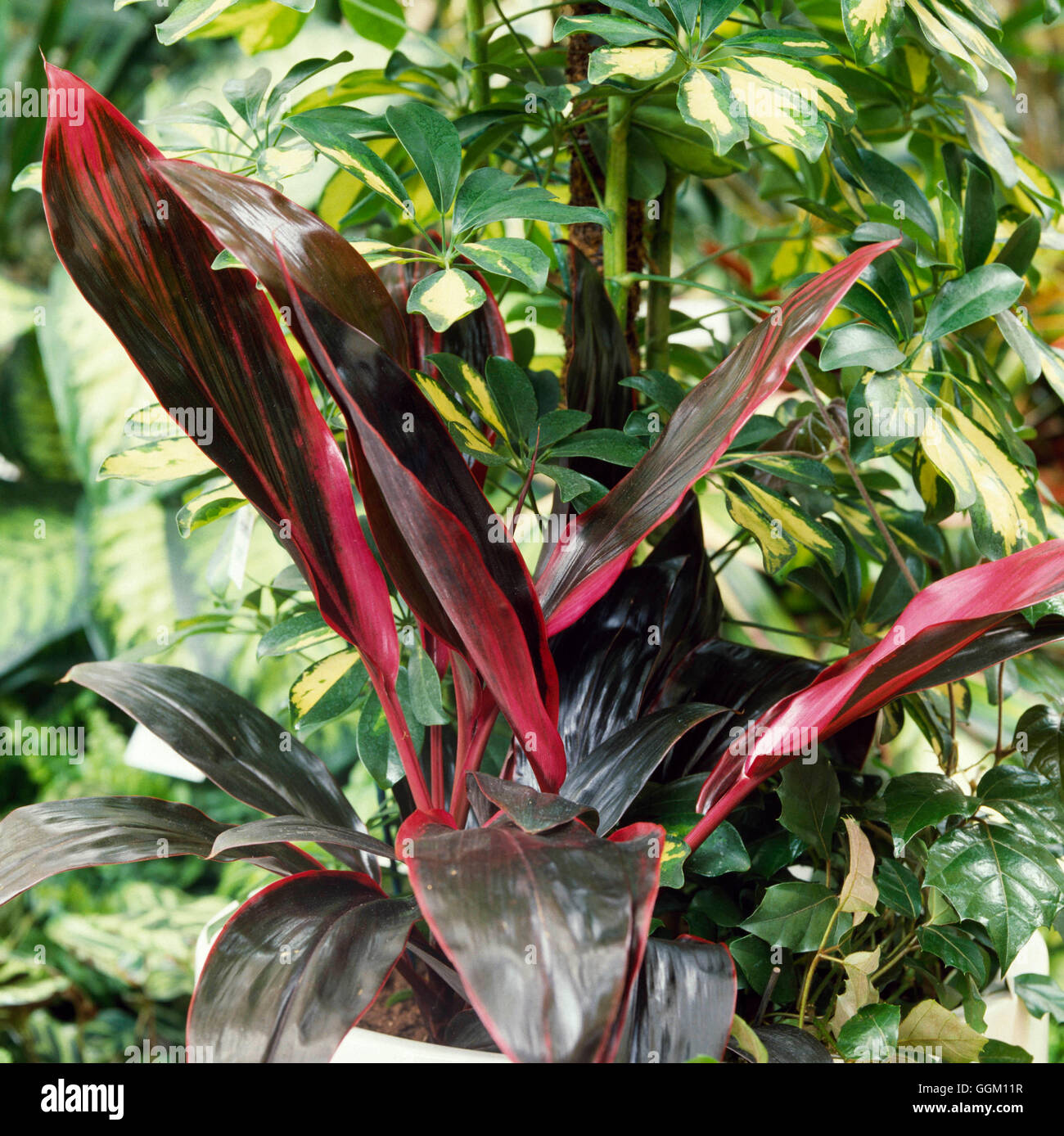 Cordyline fruticosa Banque de photographies et d’images à haute