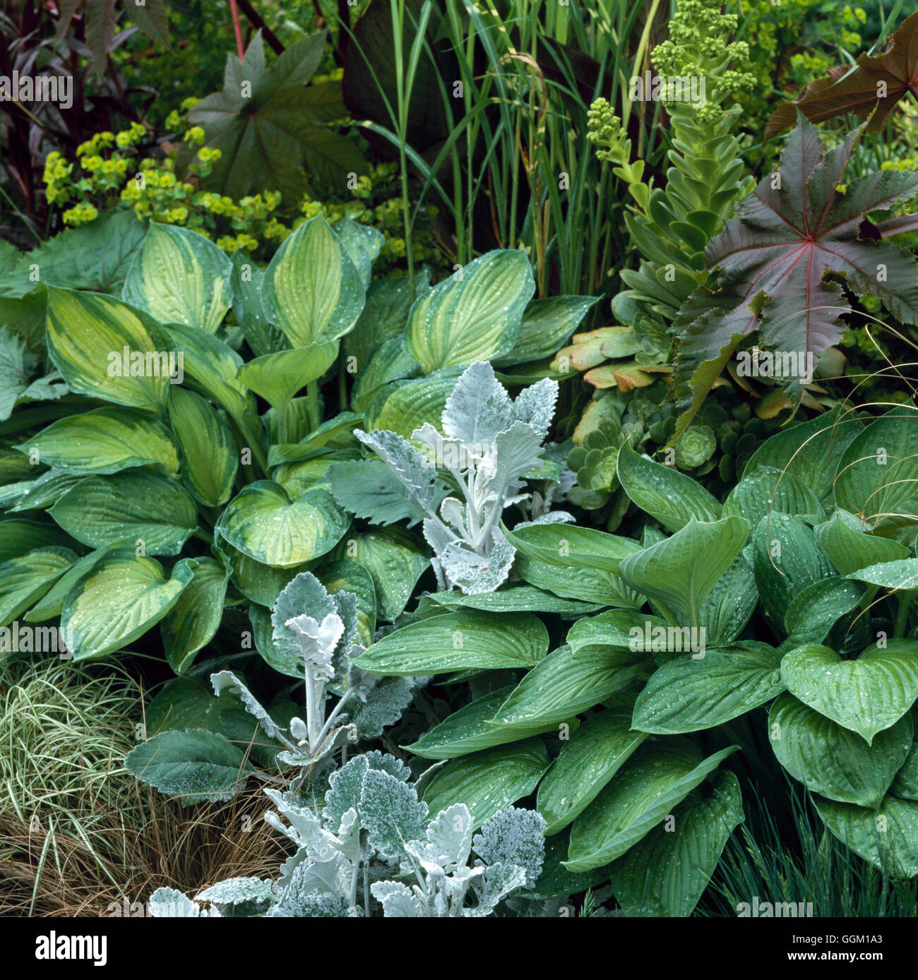 Association végétale de feuillage - y compris les graminées Euphorbia Senecio Hostas et Ricinus (photos : Photos Hort/HMP Leyhill Banque D'Images