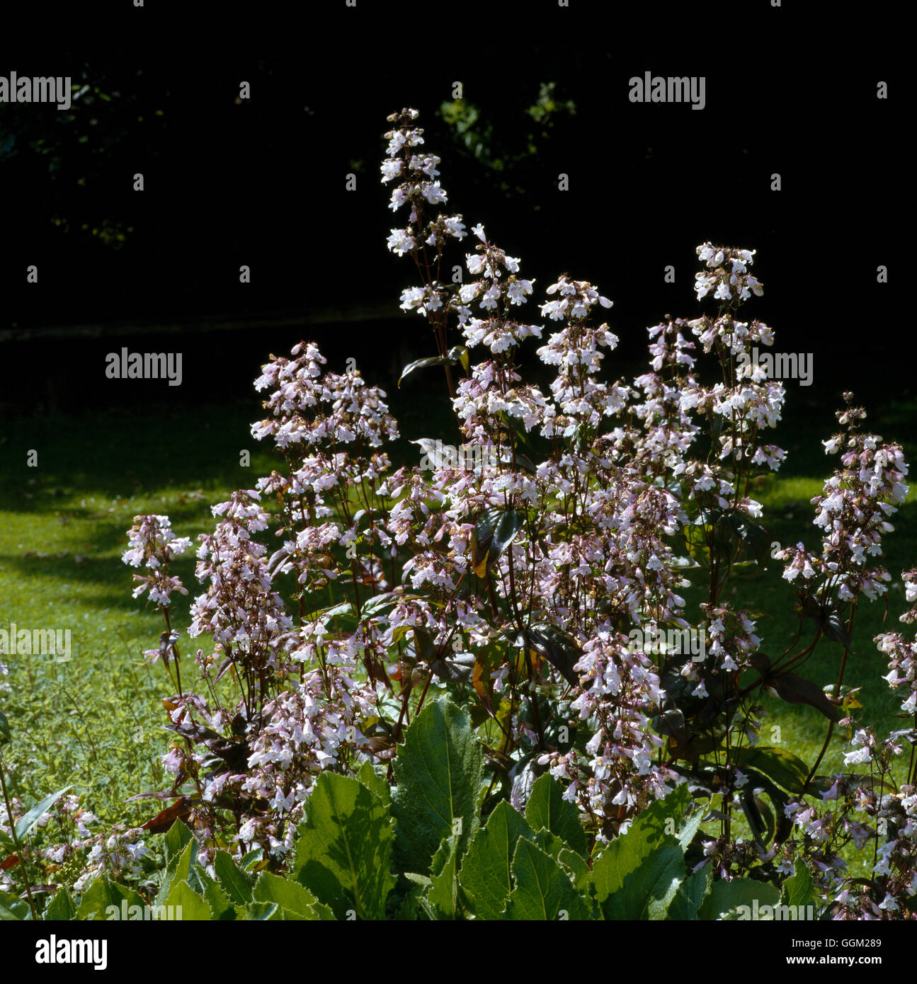 PENSTEMON DIGITALIS HUSKER'S RED' Syn. Penstemon digitalis 'Purpureus' Date : 18/08/2008 par0513333 CRE OBLIGATOIRE' Banque D'Images
