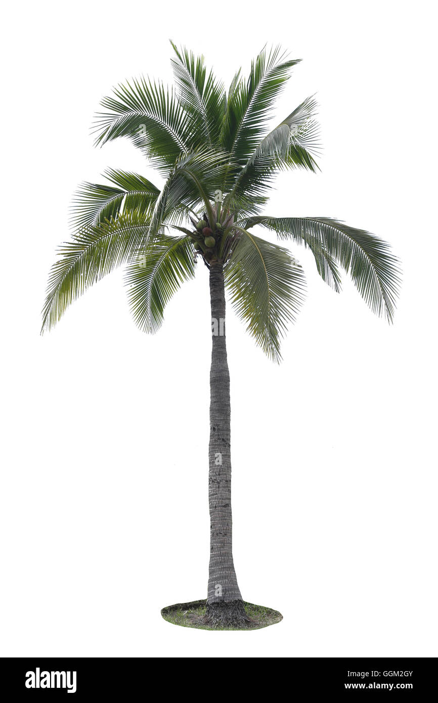 Cocotier isolé sur fond blanc,l'on trouve partout dans la région de seaside tropical. Banque D'Images