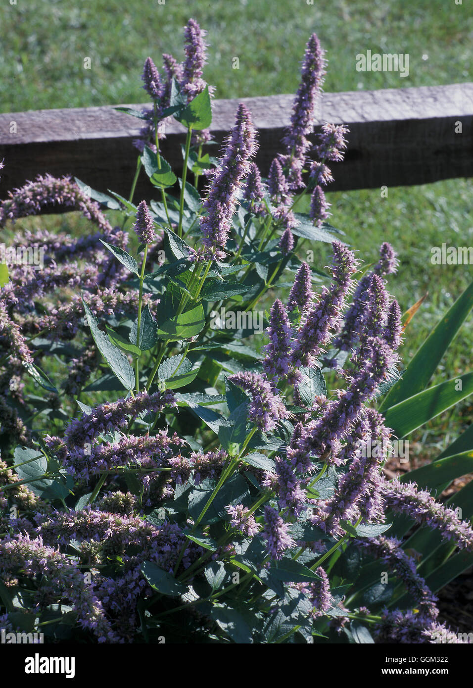 Agastache 'Blue Fortune' Date : 30.06.08 p.091440 Banque D'Images