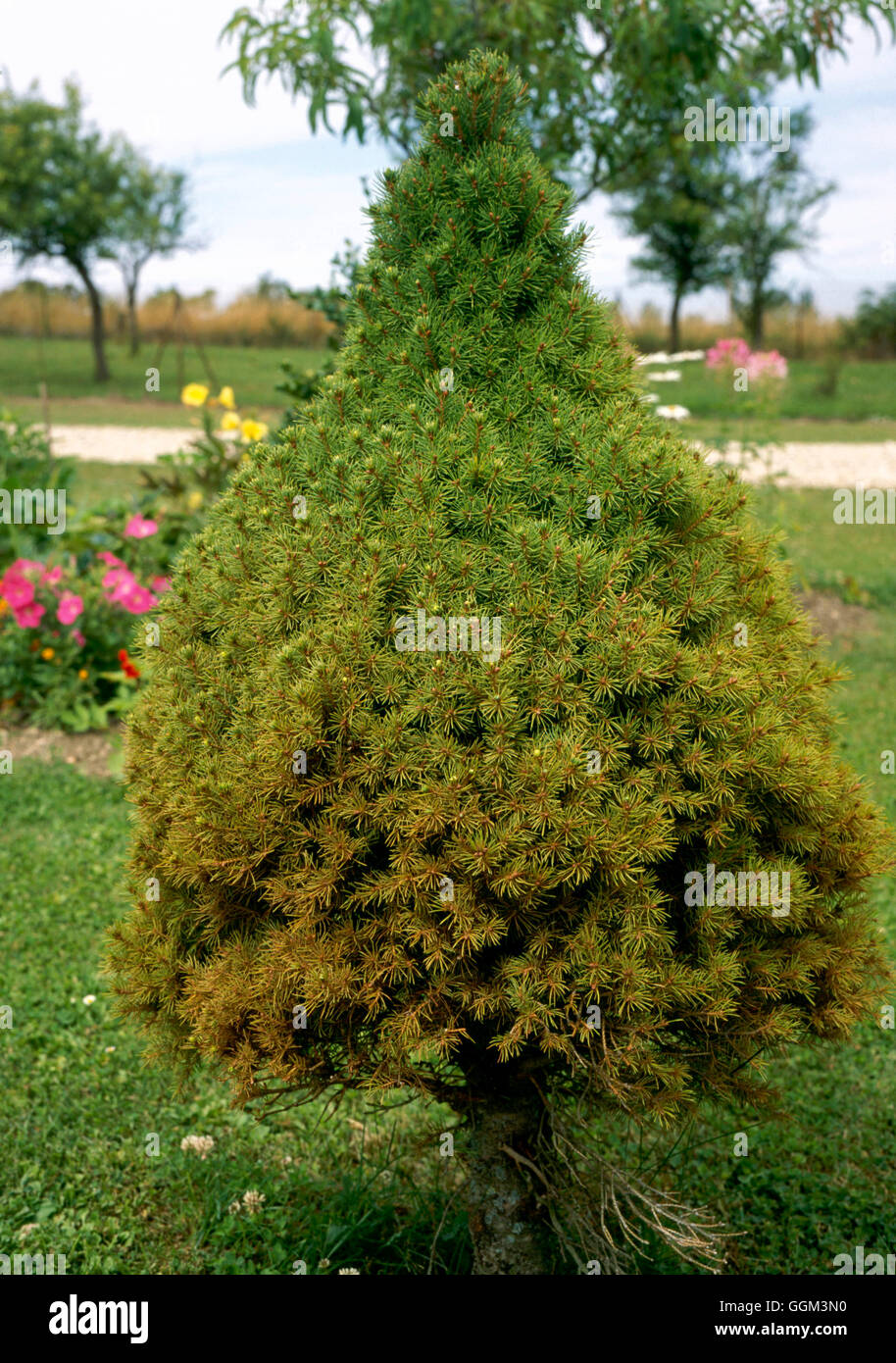 L'araignée rouge - sur Picea glauca var. albertiana 'Conica ...