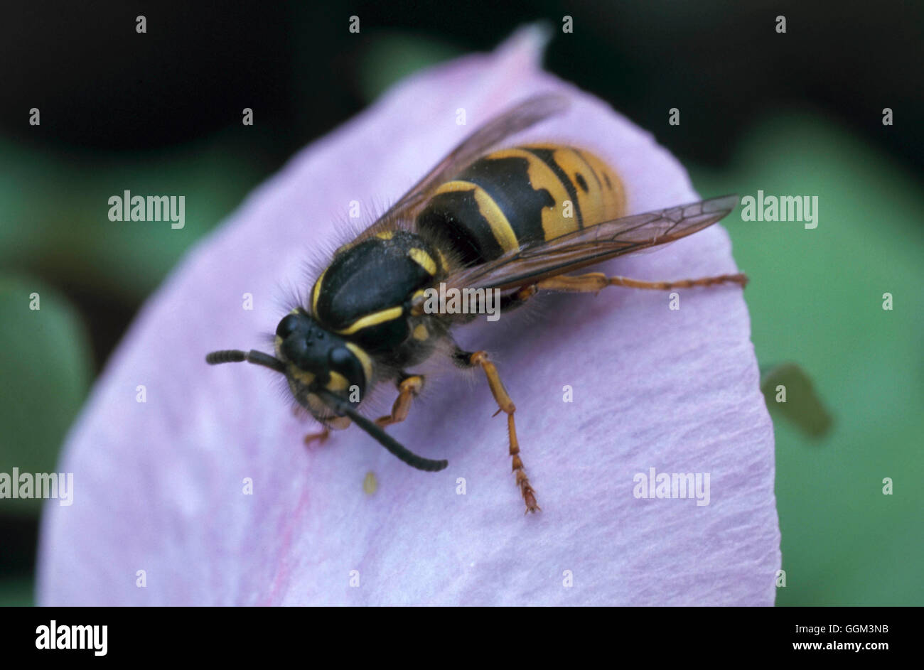 Wasp - Commun - (Vespula Vulgaris) PSE107203 Banque D'Images