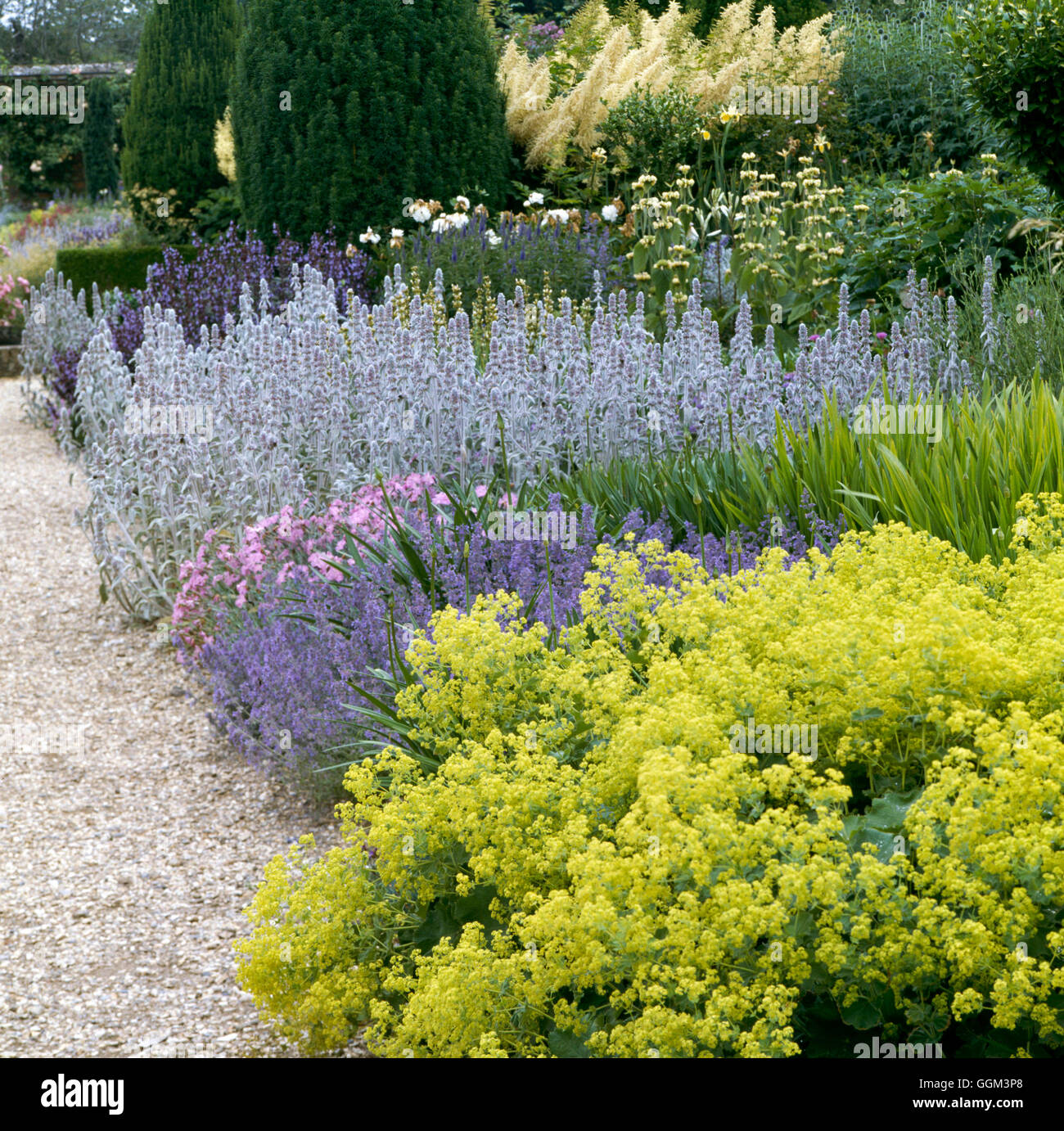 Vivaces - avec Alchemilla Nepeta Dianthus et Stachys019830 Photos Horticultura PGN Banque D'Images