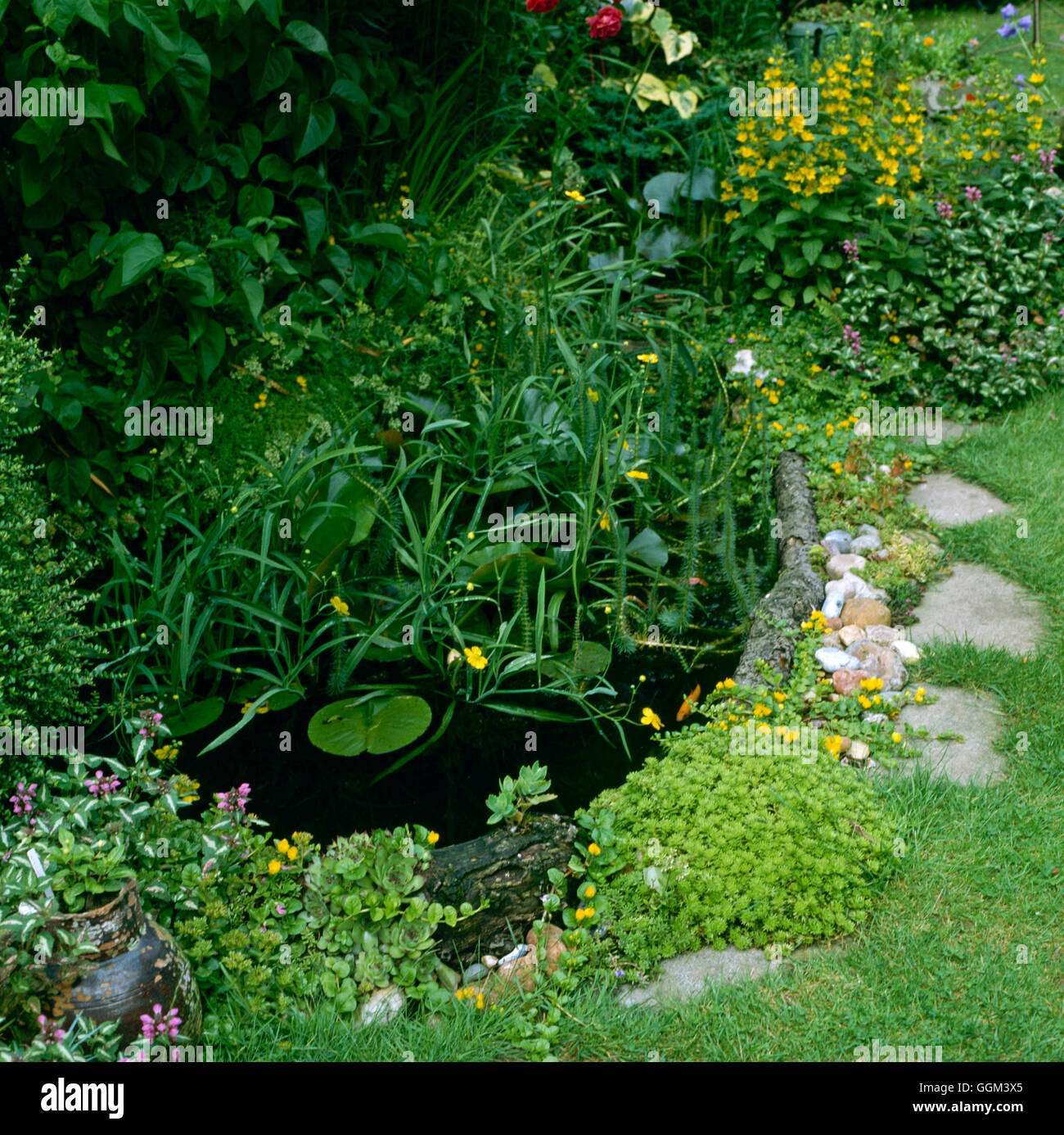 - Piscine avec plantes aquatiques POO025724 Banque D'Images