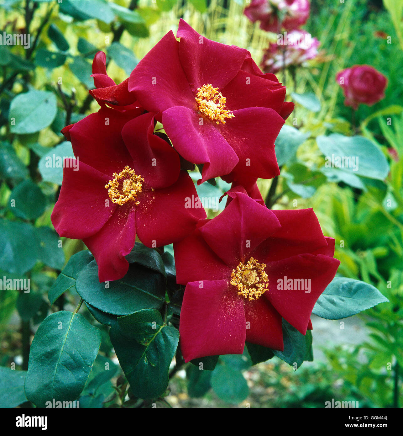 Rosa - "Altissimo' (Grimpeur) RCL057740 Banque D'Images