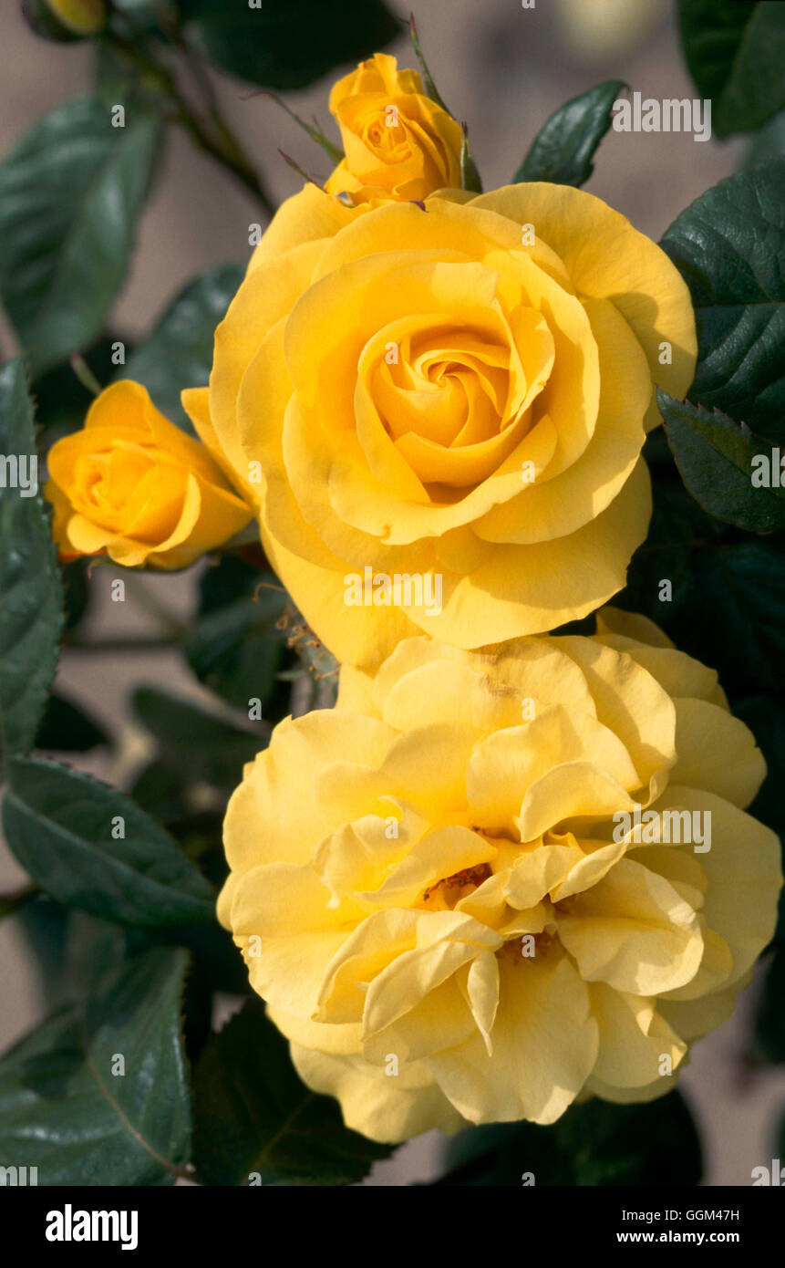 Rosa - 'Golden Wedding' (hybride de thé) RFL097539 Banque D'Images