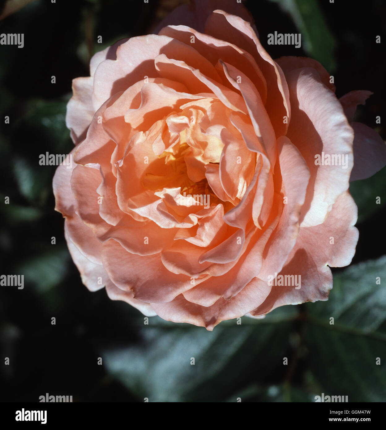 ROSA L'AIMANT' AGM Floribunda Date : 18/08/2008 RFL103211 ' Banque D'Images