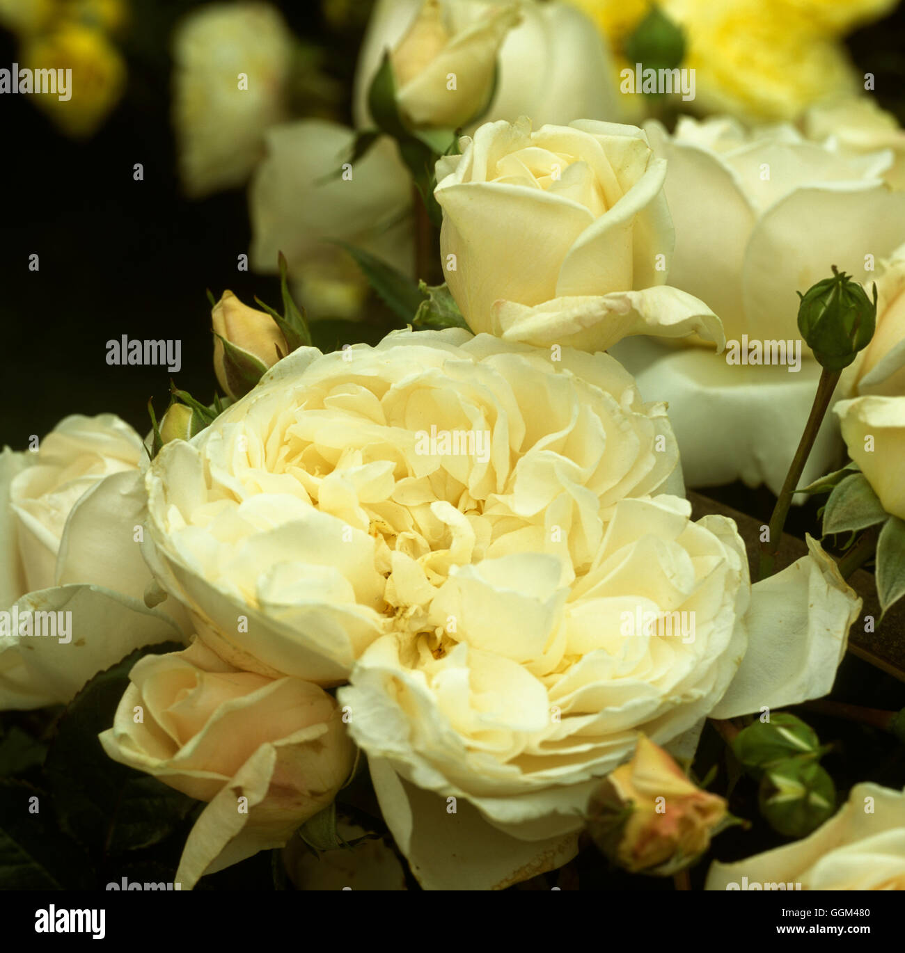 Rosa 'Summer Memories' Rose de l'année 2004 (Floribunda) Date : 08.10.2008 RFL Photos H111854 Banque D'Images