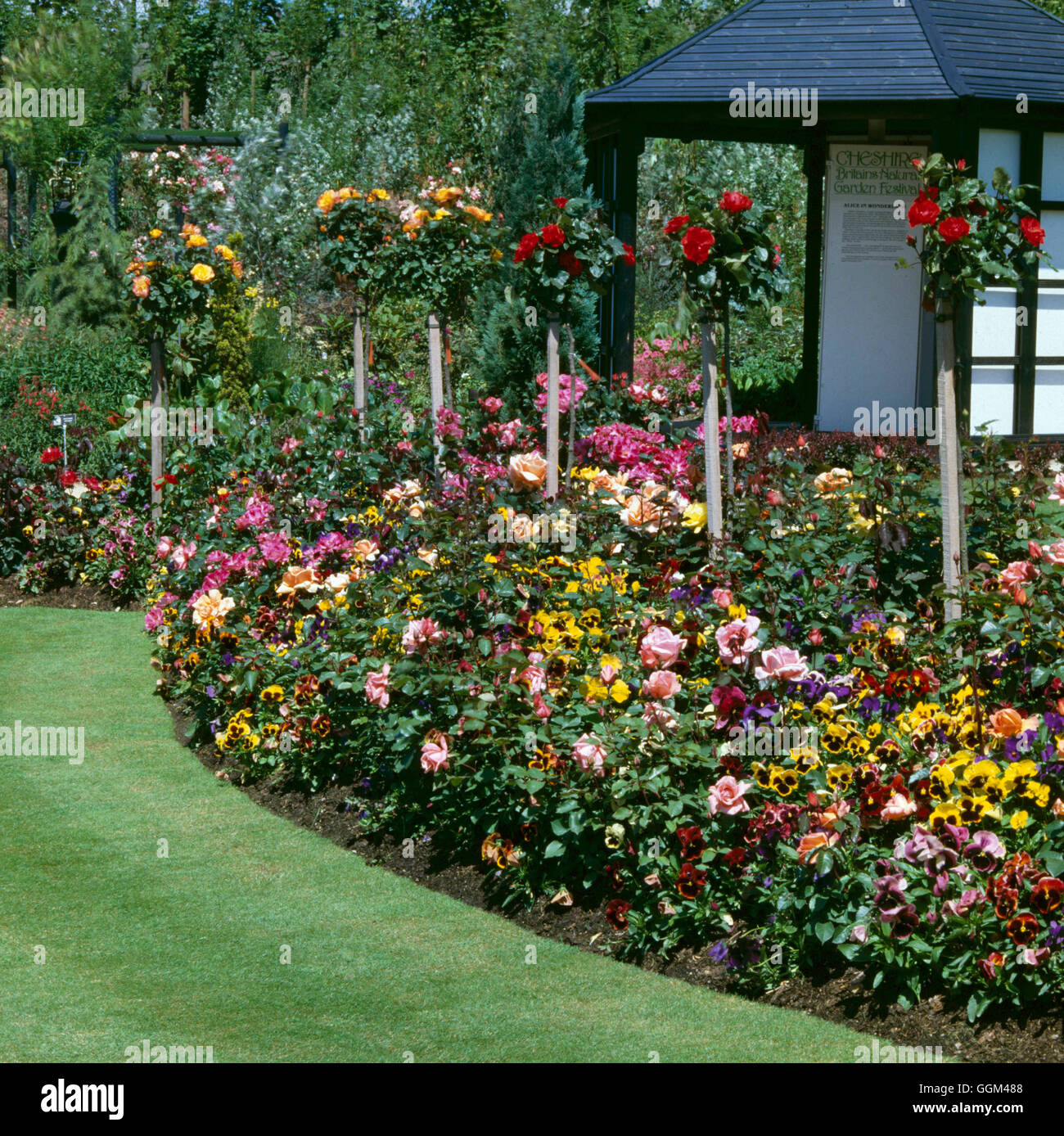 Rose Garden - underplanted avec pensées031378 RVB Banque D'Images
