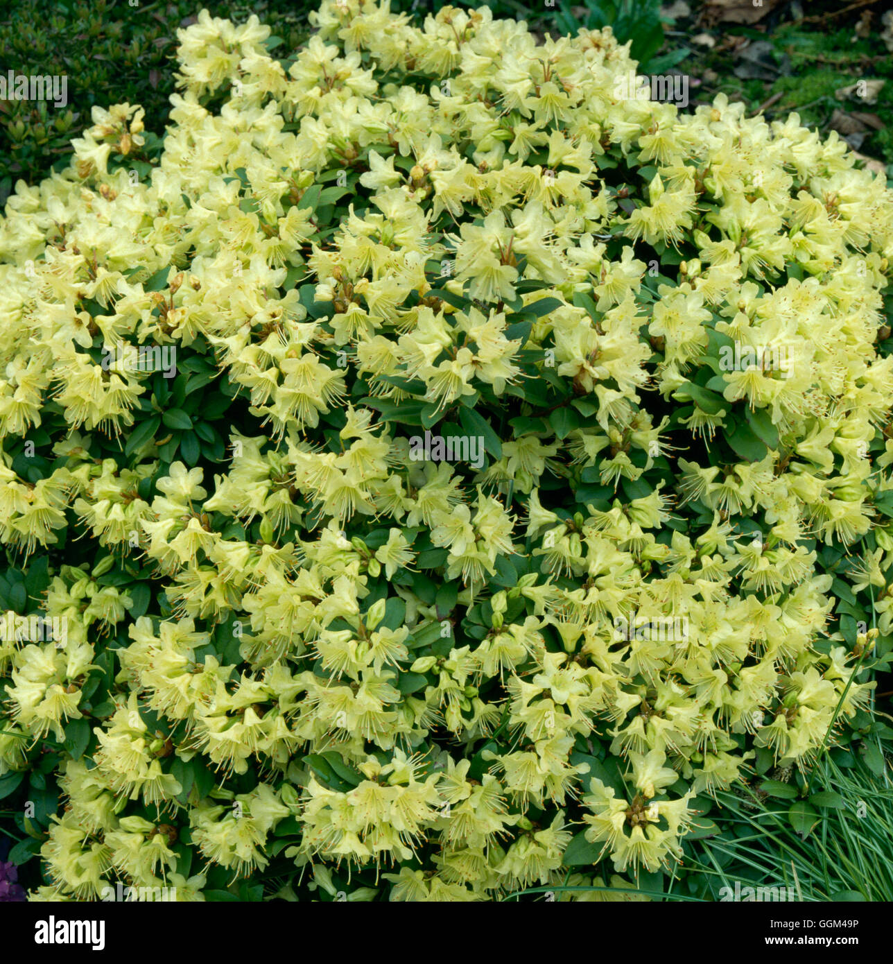 Rhododendron - "Princess Anne' AGM RHO041901 Banque D'Images