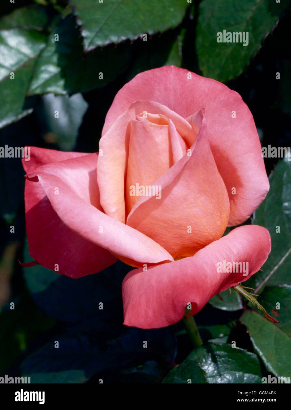 Rosa - 'Silver Jubilee' (hybride de thé) RHT001984 Banque D'Images